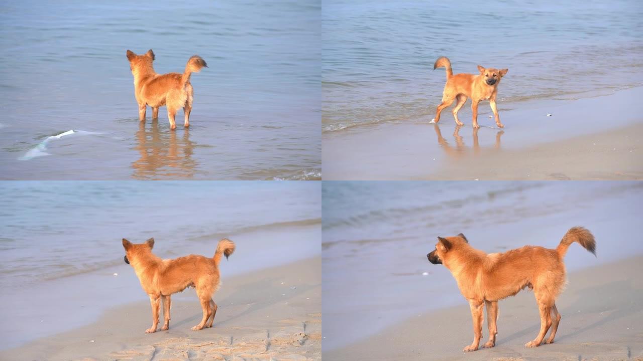金狗在海滩上等待主人钓鱼后从海中返回