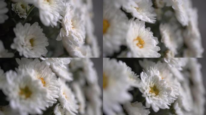 一束白色雏菊，野生白花特写