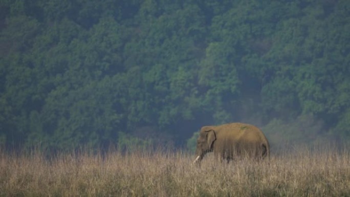 一只雄性亚洲大象正在洗泥浴