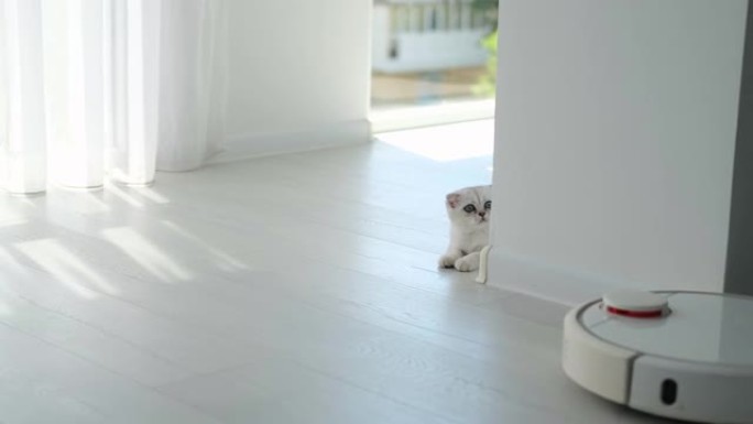一只毛茸茸的苏格兰折耳猫正在看着一台真空吸尘器。房间里有只猫的机器人吸尘器。