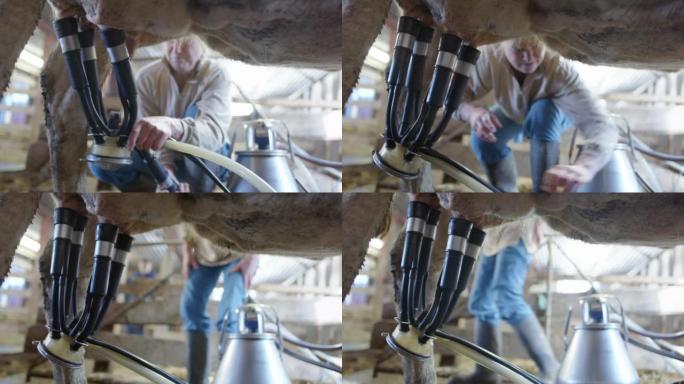 农民将所有四个吸盘都固定在奶头上，这样就可以开始挤奶了，瑞典