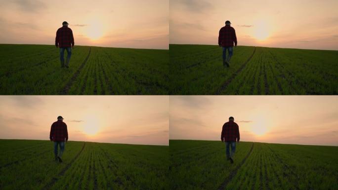 日落时，一个农民沿着绿色的麦田在乡村道路上行驶。成功之路。商业上的成功之路。成功与繁荣的概念