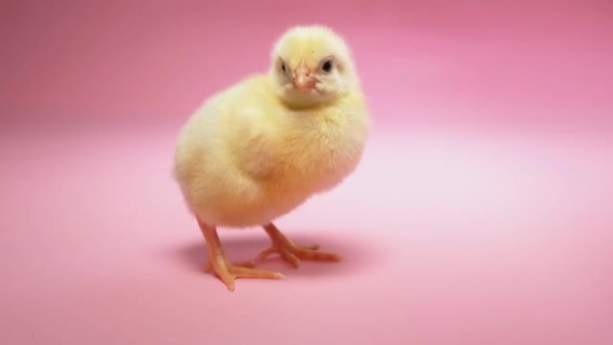 粉红色背景下的普利茅斯摇滚小鸡。