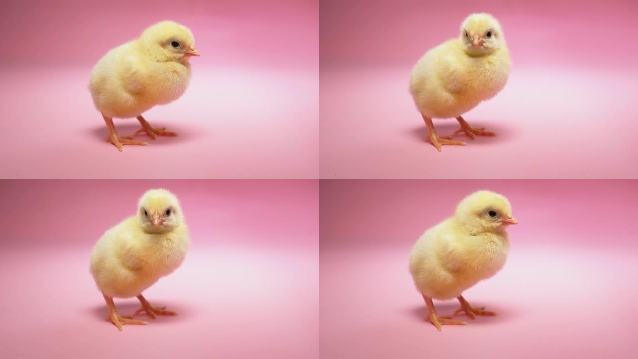 粉红色背景下的普利茅斯摇滚小鸡。
