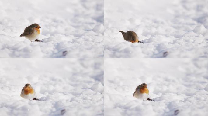 一只小鸟在雪中觅食的细节照片
