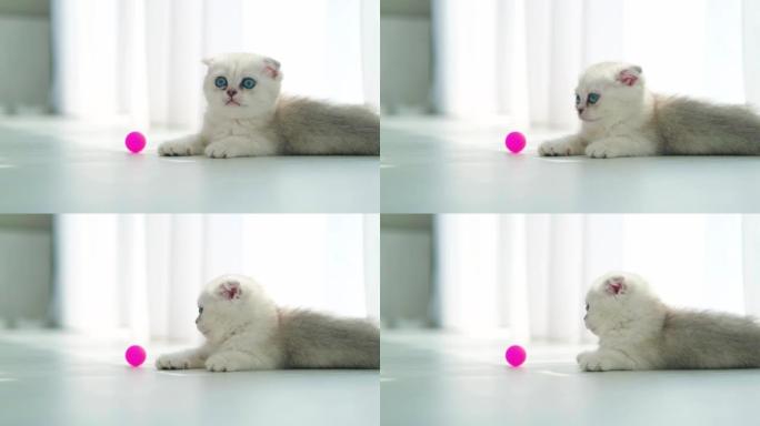 一只小苏格兰折叠小猫躺在地板上，看着相机。美丽的纯种白灰猫，蓝眼睛。