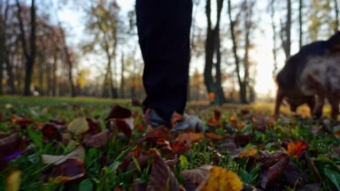 秋季狗散步。一只狗和它的主人在五颜六色的秋叶中行走的青蛙的视线。在公园里播撒秋叶。鞋子的特写镜头。秋