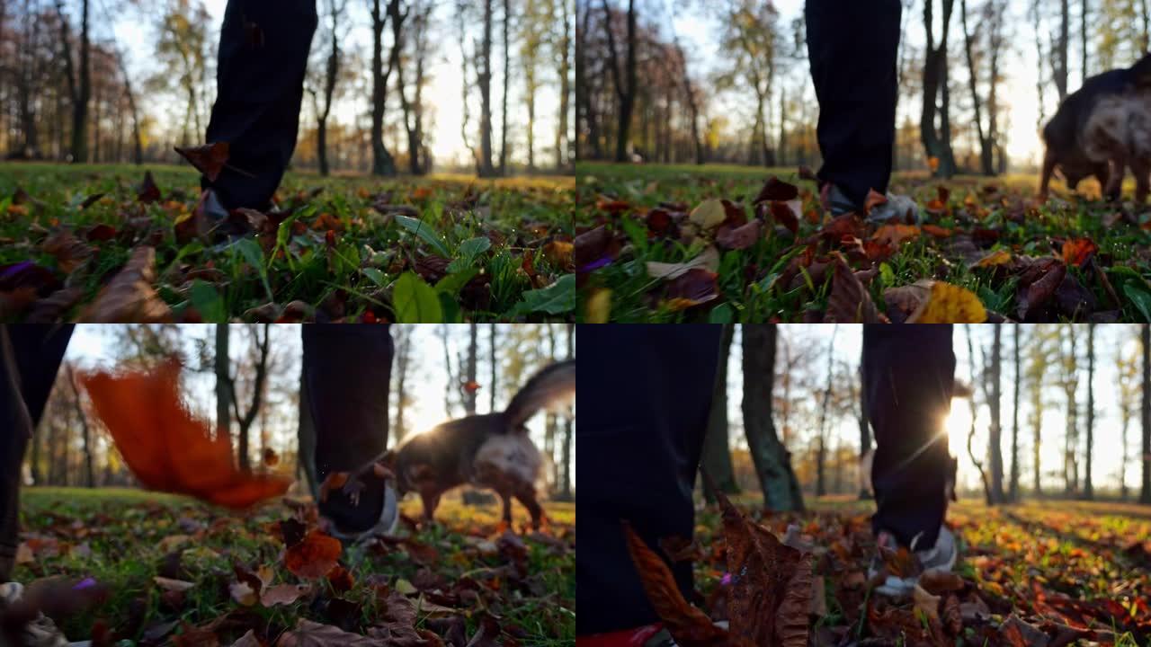 秋季狗散步。一只狗和它的主人在五颜六色的秋叶中行走的青蛙的视线。在公园里播撒秋叶。鞋子的特写镜头。秋