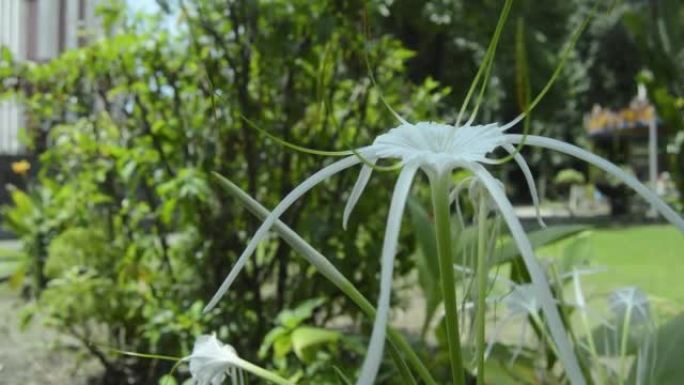 在城市公园里美丽地生长和开花