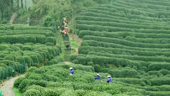 龙井茶农 摘茶 采茶 明前茶