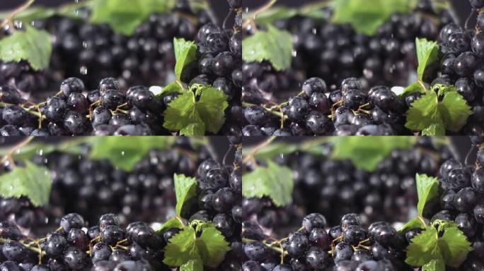 黑葡萄与滴水背景在慢动作。