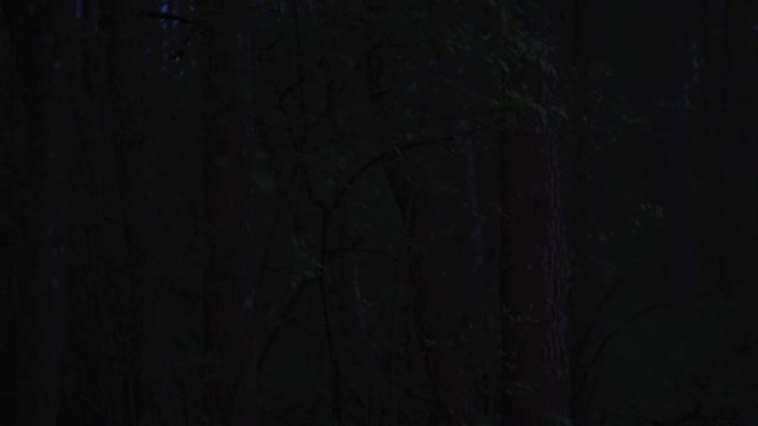 黑暗中的树木剪影。日出前的森林