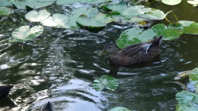 湖里的鸭子水鸟游动游泳