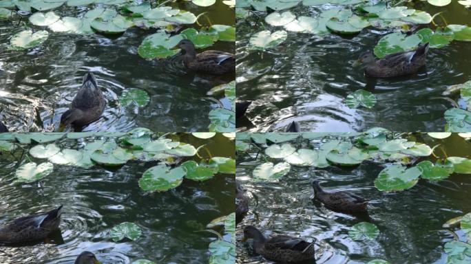 湖里的鸭子水鸟游动游泳