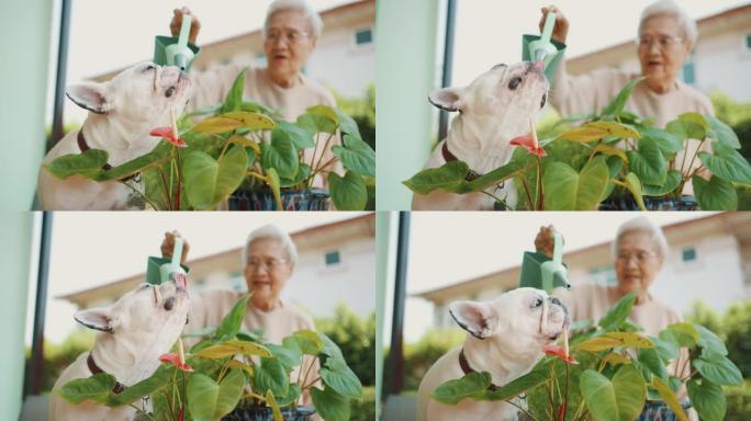 在家浇灌户外植物的高级女性