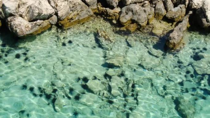 爱琴海中的海胆生态海域流动海水