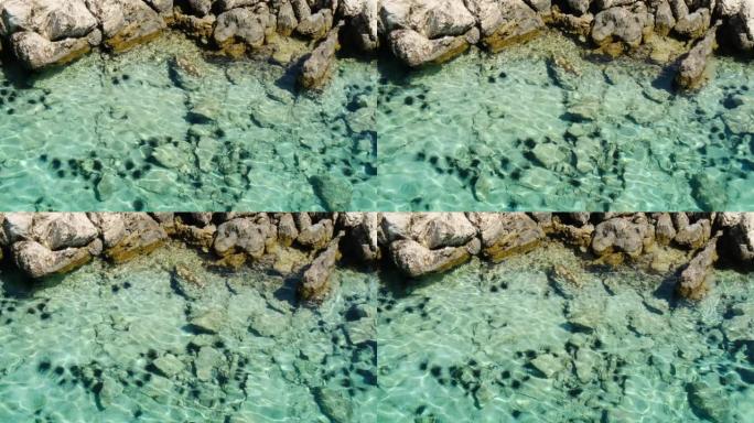 爱琴海中的海胆生态海域流动海水
