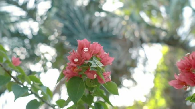树上红花的细节照片