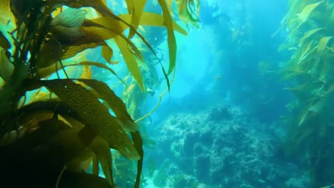 五颜六色的小鱼在绿松石水中游泳。海洋中的巨型海带森林