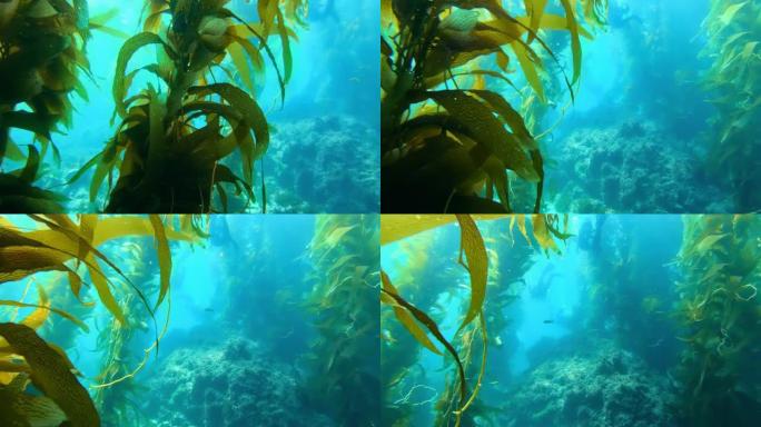 五颜六色的小鱼在绿松石水中游泳。海洋中的巨型海带森林