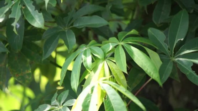 五花草 (棉、爪哇木棉、丝棉、samauma) 有天然背景。印尼人使用这种植物作为床