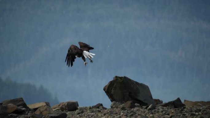 一只秃鹰从背后有山的岩石上飞走的特写镜头