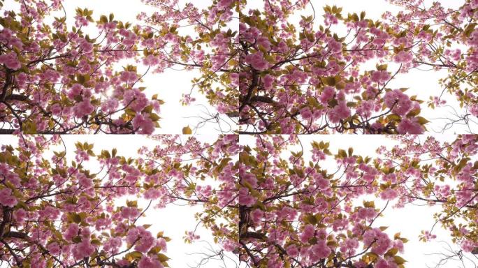 蓬松的粉红色花朵覆盖着樱桃树的细树枝，阳光照耀着