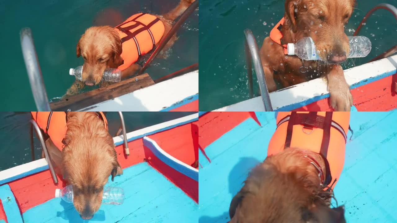 狗在嘴里抓住塑料瓶，将垃圾从大海带入船上
