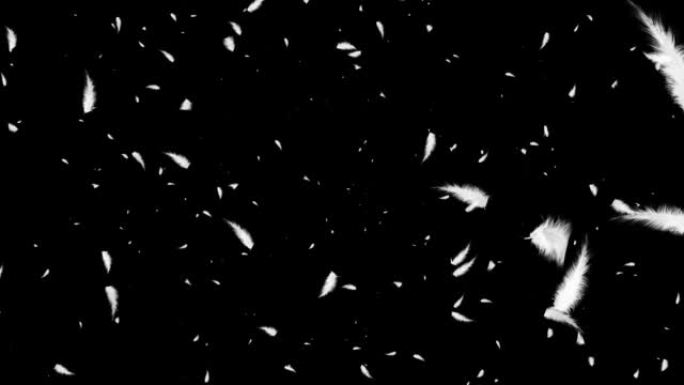 黑色背景上的白色羽毛落在空中，黑色循环背景。