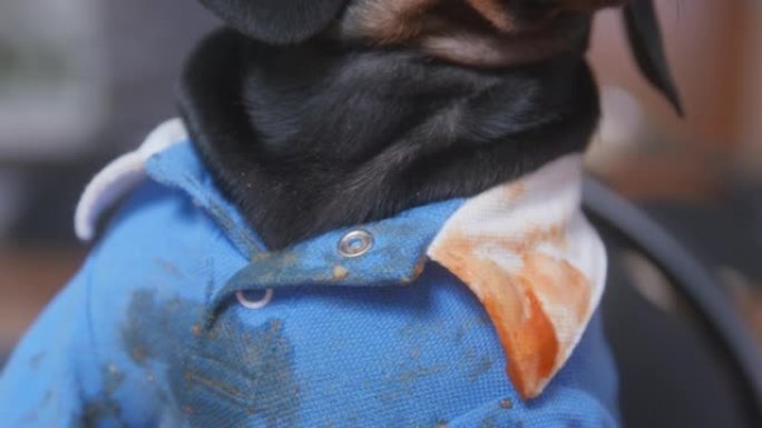 草率的狗吃得很草率，所以现在它坐在一件蓝色的t恤上，领子完全弄脏了酱渍，很难洗掉，特写，前视图