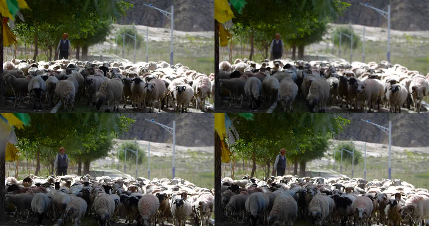 农村放牧 牧业 养殖业 绵羊 散养羊放羊