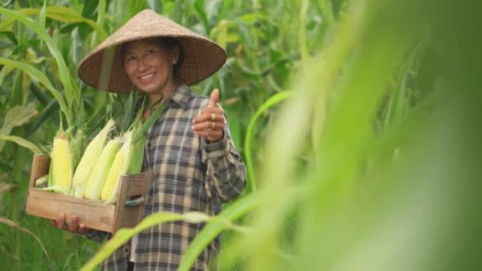 高级女农民在农业季节收获玉米，增加收入。