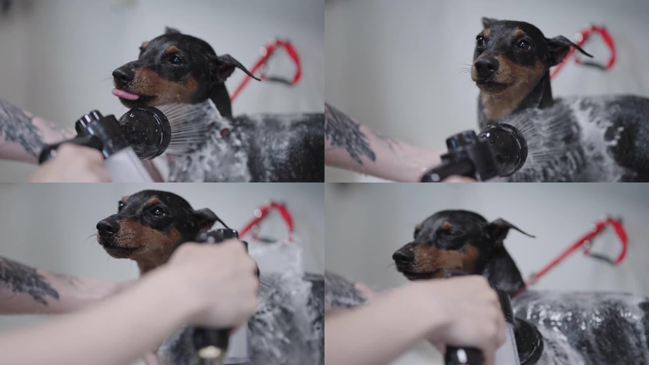 浴室里有趣的湿黑狗洗澡时，主人或美容师正在洗澡时倒宠物