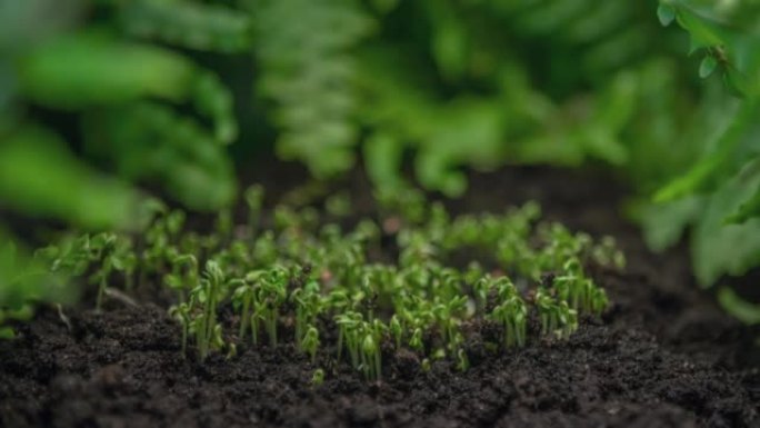 近距离微绿植物在延时生长，在时光倒流中生长绿色植物，发芽新生水芹沙拉植物在温室农业中