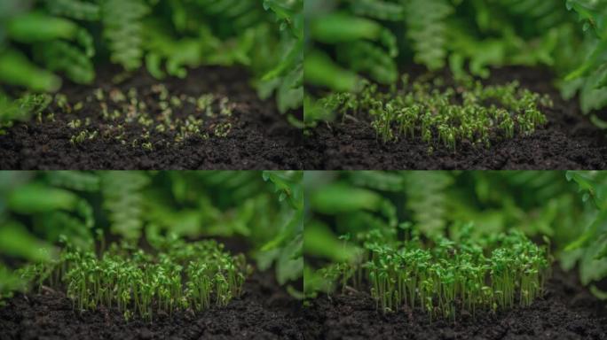 近距离微绿植物在延时生长，在时光倒流中生长绿色植物，发芽新生水芹沙拉植物在温室农业中