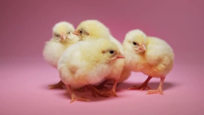 粉红色背景上的三只黄色小鸡