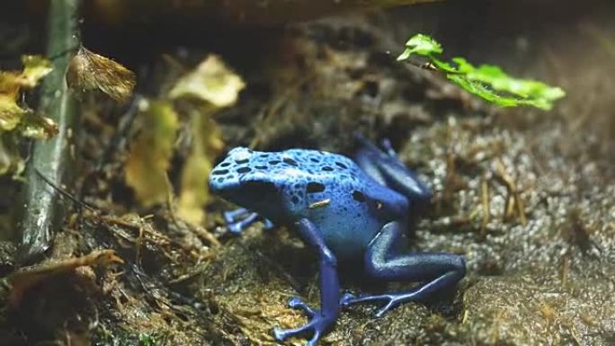 一只蓝色毒蛙转向相机的特写镜头