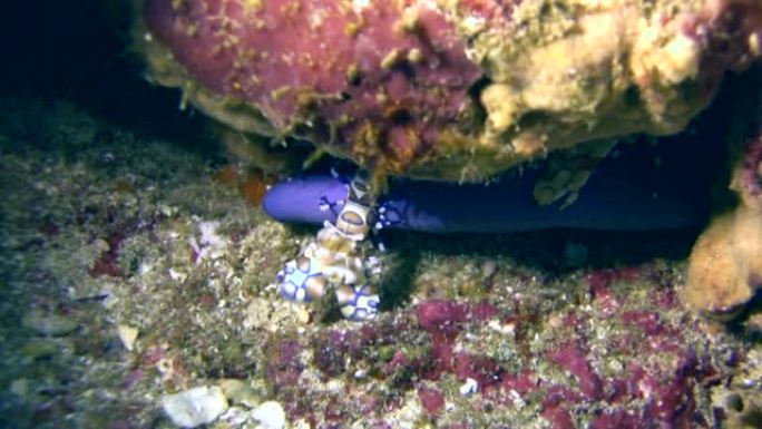 携带海星腿的丑角虾 (秀丽隐杆线虫)