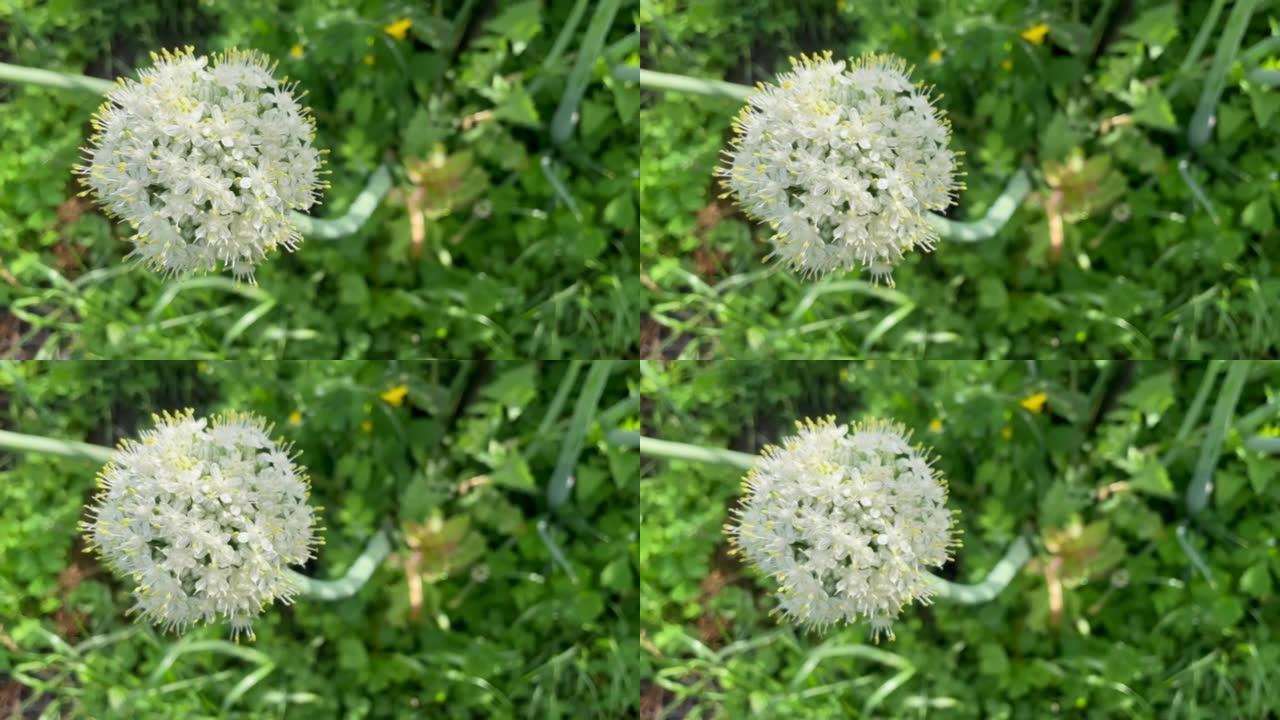 洋葱花，有轻微的运动。顶视图。视频4k。