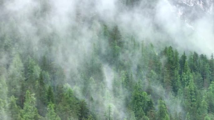 空中无人机拍摄了多洛米蒂与福雷斯，白云岩山脉，白云岩阿尔卑斯山或白云岩阿尔卑斯山的雾状松树树林，是位