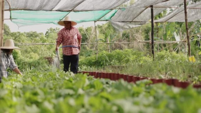 亚洲农民妇女在乡村花园浇灌蔬菜。