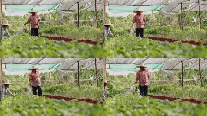 亚洲农民妇女在乡村花园浇灌蔬菜。