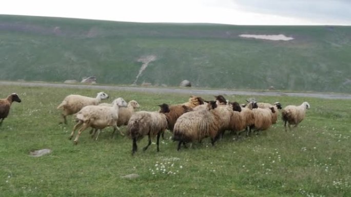 一群羊在山上的草坪上奔跑。一群绵羊从主要的大牛群中偏离，在草地上奔向牧场。慢动作。山区养牛