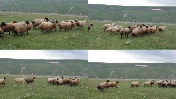一群羊在山上的草坪上奔跑。一群绵羊从主要的大牛群中偏离，在草地上奔向牧场。慢动作。山区养牛