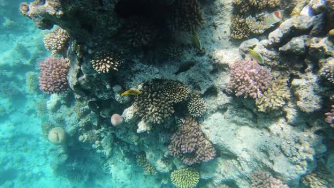 大开曼岛周围礁石上的珊瑚形成花了几个世纪的时间。潜水员喜欢这个丰富的生态系统，他们惊叹于水下加勒比海