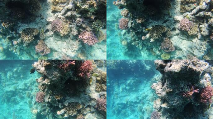 大开曼岛周围礁石上的珊瑚形成花了几个世纪的时间。潜水员喜欢这个丰富的生态系统，他们惊叹于水下加勒比海