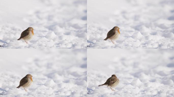 一只小鸟在雪中觅食的细节照片