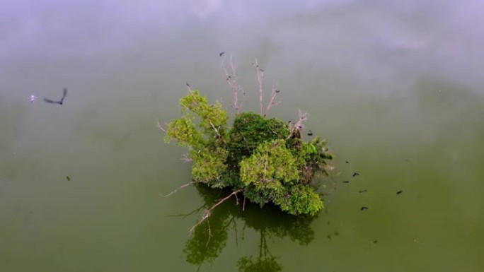 鸟瞰图乌鸦鸟呆在湖中的小岛上