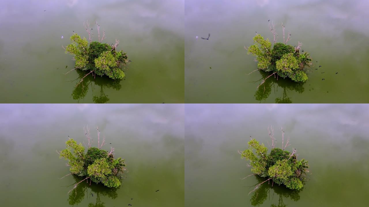 鸟瞰图乌鸦鸟呆在湖中的小岛上
