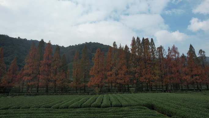 茶园茶山风光